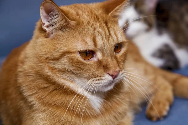 Red Cat Funny Face Large Eyes Lying Blue Bed — Stock Photo, Image