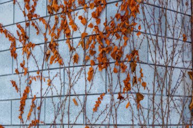 Duvardaki yabani üzüm kuru