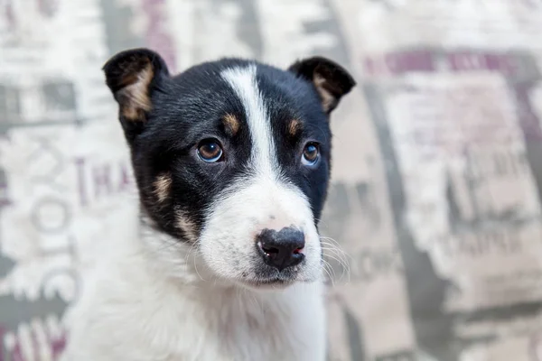 Puppy with sad eyes — Stock Photo, Image