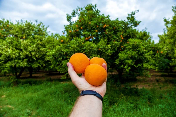 orange garden