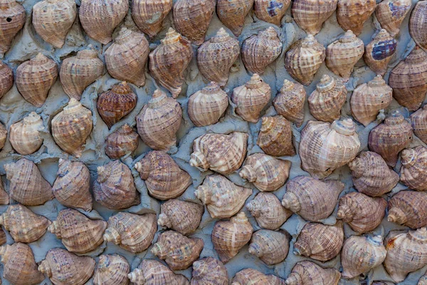 Seashells texture closeup. — Stock Photo, Image