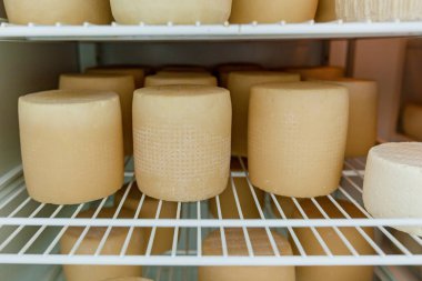 Peynir kafalar peynir mandırasındaki raflarda kurutuluyor. Bir eko-çiftlikte peynir üretimi için atölye.