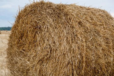 Yuvarlak sarı saman yığınları kaotik bir şekilde tarlaya saçılmış.