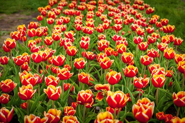 Spring garden of colorful tulips on a flowerbed in the city. Colorful tulips in a flower bed. Beautiful spring tulips in the garden. beds with tulips