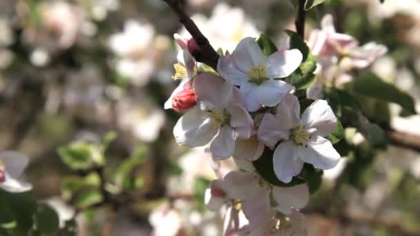 Flor Maçã Primavera Maçã Flor Sobre Fundo Natureza Flores Primavera — Vídeo de Stock