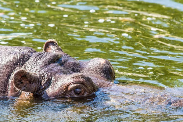 Hippopotame Hippopotamus Amphibius Regarde Hors Eau Hippo Baigne Dans Rivière — Photo