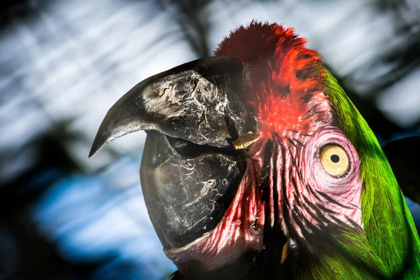 Kopf Des Farbenfrohen Papageis Aus Nahaufnahme — Stockfoto