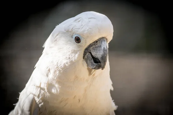 Bílá Papouška Kakadu Detail Veselá Nálada Síry Chocholatý Kakadu Přírodě Royalty Free Stock Fotografie