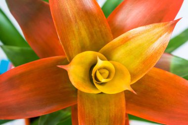 Çiçeklenme turuncu bromeliad çiçek yakın çekim beyaz arka plan üzerinde izole