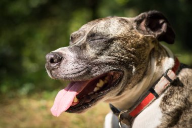 Köpek doğurmak Burbul yaz yakın çekim parkında niteliğine