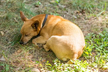 Köpek doğurmak minyatür pinscher yaz yakın çekim parkında niteliğine