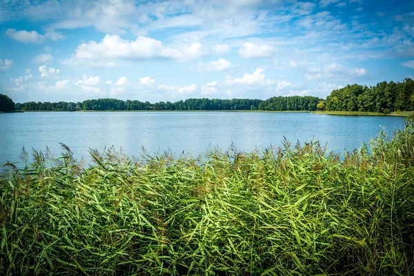 Krajobraz z jeziorem z zielonych drzew kwitnących na jasny słoneczny dzień. — Zdjęcie stockowe
