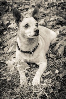 Köpek doğurmak minyatür pinscher yaz yakın çekim parkında niteliğine. Siyah beyaz eski grunge vintage fotoğraf.