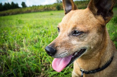Köpek doğurmak minyatür pinscher yaz yakın çekim parkta doğada asılı dil ile