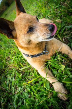 Köpek doğurmak minyatür pinscher yaz yakın çekim parkta doğada asılı dil ile