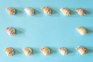Mavi arka planda güzel deniz kabukları çerçevesi. Yumuşakça deniz kabuğu dokusu.