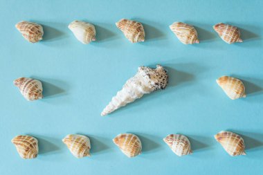 Mavi arka planda güzel farklı deniz kabukları çerçevesi. Yumuşakça deniz kabuğu dokusu.