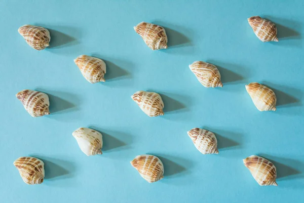 Hermosas conchas marinas sobre un fondo azul. Textura de concha de molusco . —  Fotos de Stock