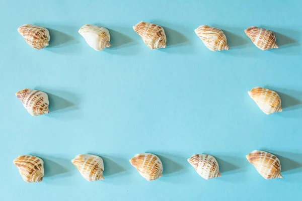 Frame van prachtige schelpen op een blauwe achtergrond. Mollusk Seashell textuur. — Stockfoto