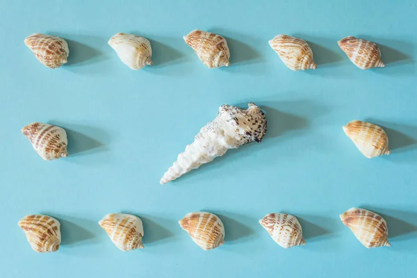 Marco de bellas conchas marinas diferentes sobre un fondo azul. Textura de concha de molusco . —  Fotos de Stock