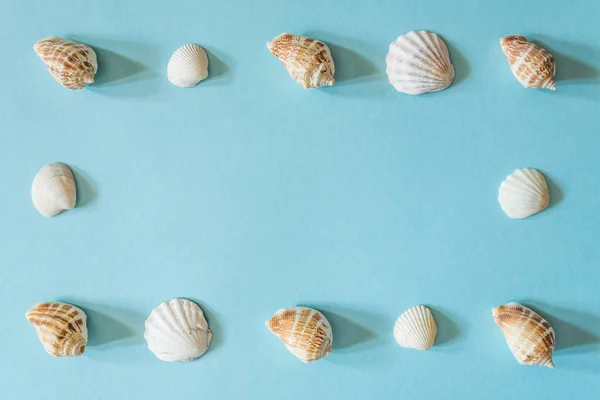 Marco de bellas conchas marinas diferentes sobre un fondo azul. Textura de concha de molusco . —  Fotos de Stock