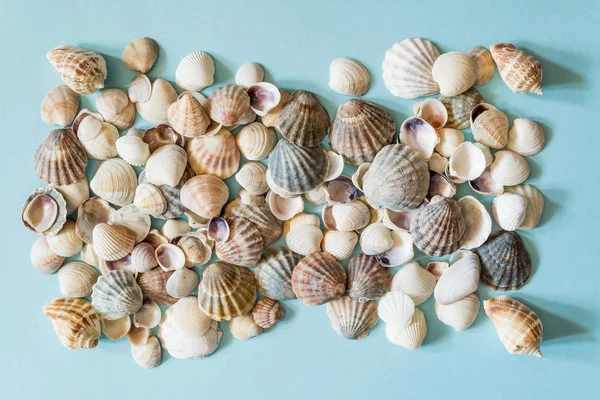 Lindas conchas diferentes em um fundo azul. Molusco textura concha . — Fotografia de Stock