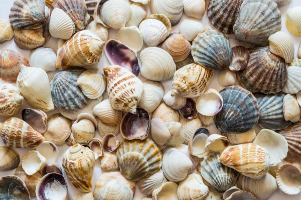 Achtergrond van schelpen van verschillende kleuren. Mollusk Seashell textuur. — Stockfoto