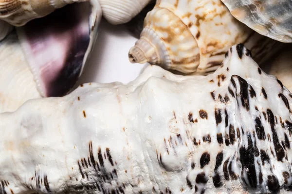 Fondo de conchas marinas de diferentes colores primer plano macro. Textura de concha de molusco . —  Fotos de Stock