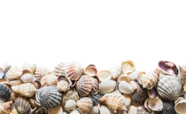 Achtergrond van mooie verschillende schelpen geïsoleerd op de top met ruimte voor tekst. Mollusk Seashell textuur. — Stockfoto