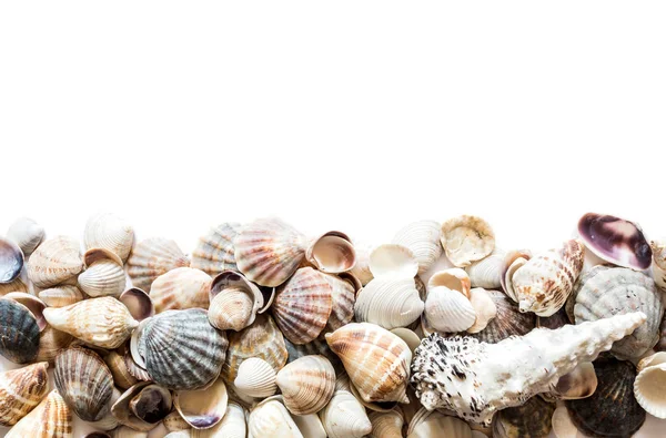 Achtergrond van mooie verschillende schelpen geïsoleerd op de top met ruimte voor tekst. Mollusk Seashell textuur. — Stockfoto