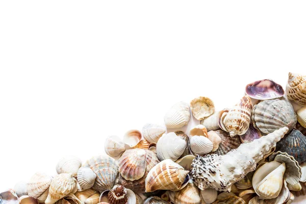 Achtergrond van mooie verschillende schelpen geïsoleerd op de top met ruimte voor tekst. Mollusk Seashell textuur. — Stockfoto