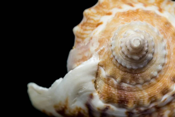 Achtergrond van spiraal Seashell close-up macro geïsoleerd op zwart. Mollusk Seashell textuur. — Stockfoto