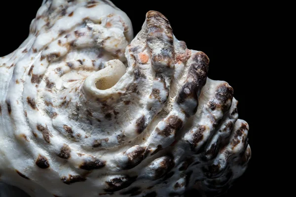 Achtergrond van witte spiraal Seashell close-up macro geïsoleerd op zwart. Mollusk Seashell textuur. — Stockfoto
