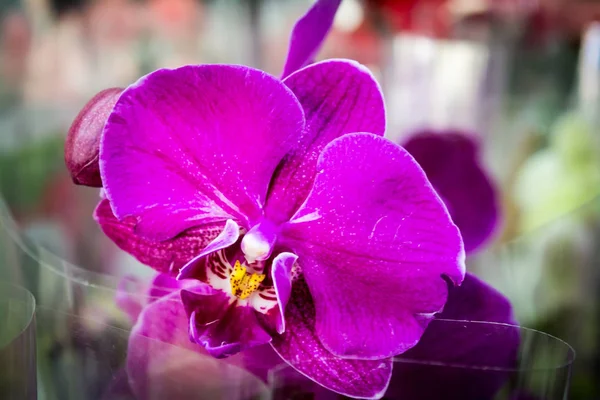 Bud brilhante da flor do orchid macro close-up . — Fotografia de Stock