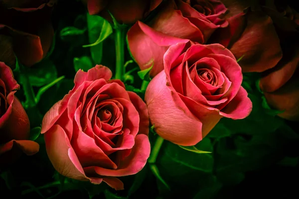 Brote de una rosa roja floreciente de cerca . — Foto de Stock