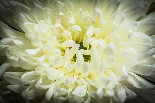 Bakgrund av blommande krysantemum blomma närbild makro konsistens — Stockfoto
