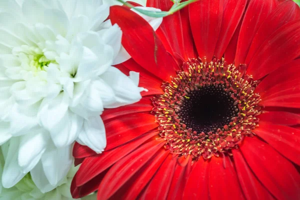 Tło czerwonego Gerbera kwiat i białe Chryzantema kwiaty zbliżenie — Zdjęcie stockowe