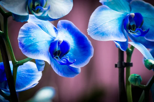 Bright bud of blue color orchid flower close-up macro. — Stock Photo, Image