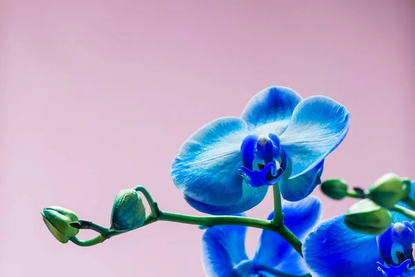 Bud brilhante da flor azul da orquídea da cor macro close-up . — Fotografia de Stock
