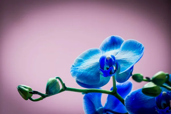 Bud brilhante da flor azul da orquídea da cor macro close-up . — Fotografia de Stock