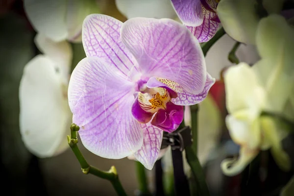 Bud brilhante da flor do orchid macro close-up . — Fotografia de Stock