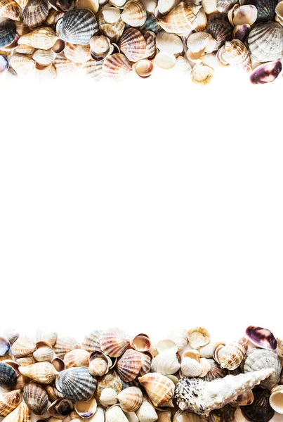 Hintergrund mit verschiedenen Muscheln an den Seiten und isoliert in der Mitte des weißen Raumes für Text. großes Foto. — Stockfoto