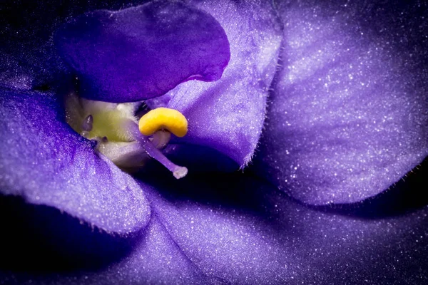 Macro flor violeta close-up. Foto criativa de flor violeta com vinheta. Textura de flor violeta . — Fotografia de Stock