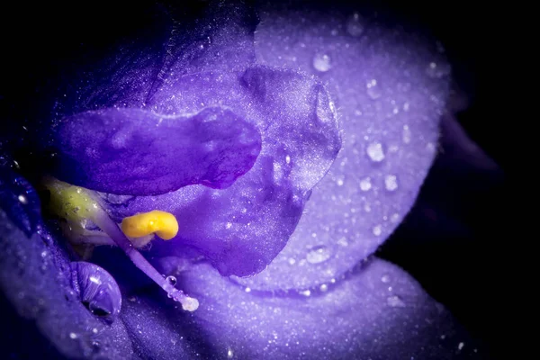Violet flower with rain drops macro closeup. Creative photo of violet flower with vignette. Texture of violet flower. — Stock Photo, Image