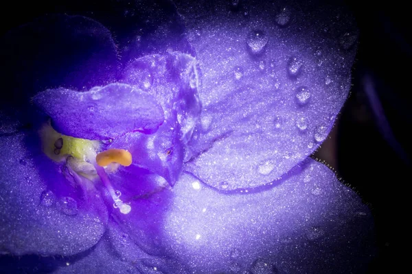 Violet flower with water rain drops macro closeup. Creative photo of violet flower with vignette. Texture of violet flower. — Stock Photo, Image