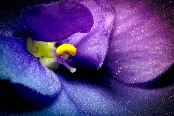 Violet flower macro closeup with beautiful soft gradient. Creative photo of violet flower with vignette. Texture of violet flower. — Stock Photo, Image
