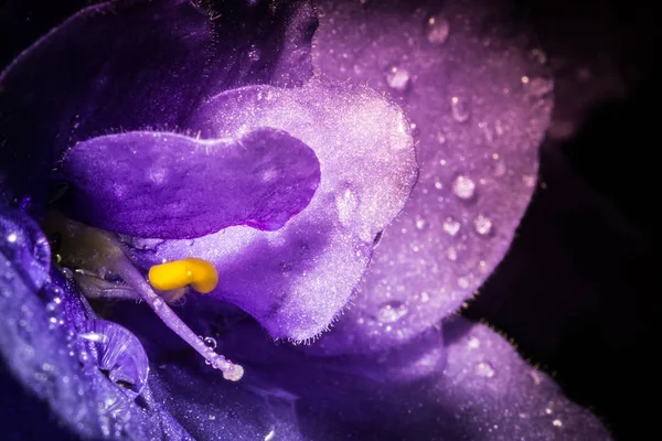 Violet flower with water rain drops macro closeup with beautiful soft gradient. Creative photo of violet flower with vignette. Texture of violet flower.