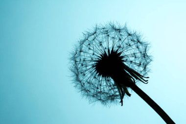 Karahindiba tohumları güneş ışığında açık mavi gökyüzü arka plan üzerinde makro closeup. Ferahlık ve hafiflik alegorisi.