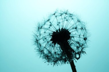 Karahindiba tohumları su bir damla ile makro closeup, güneş ışığında açık mavi gökyüzü arka plan üzerinde çiy. Saflık ve hafiflik alegorisi.