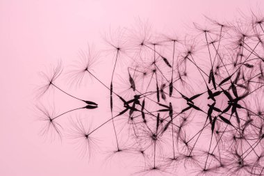 Karahindiba tohumları yakın çekim makro, ayna yüzeyinde bir satır ayakta ve yumuşak, hafifçe pembe, mercan rengi arka plan üzerinde güneş ışığı. Saflık ve hafiflik alegorisi.